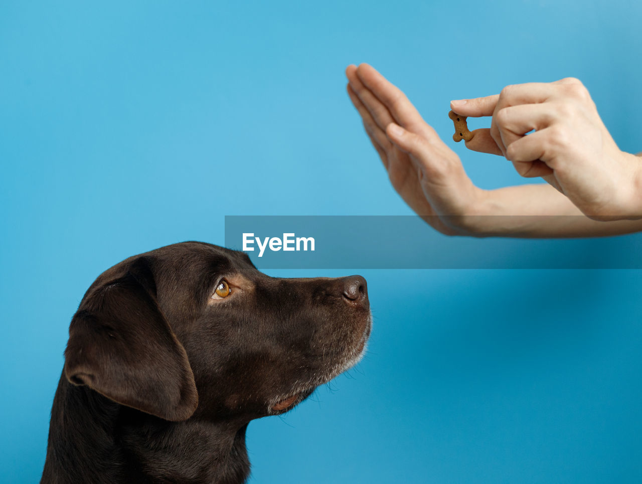 Close-up of a dog over blue background