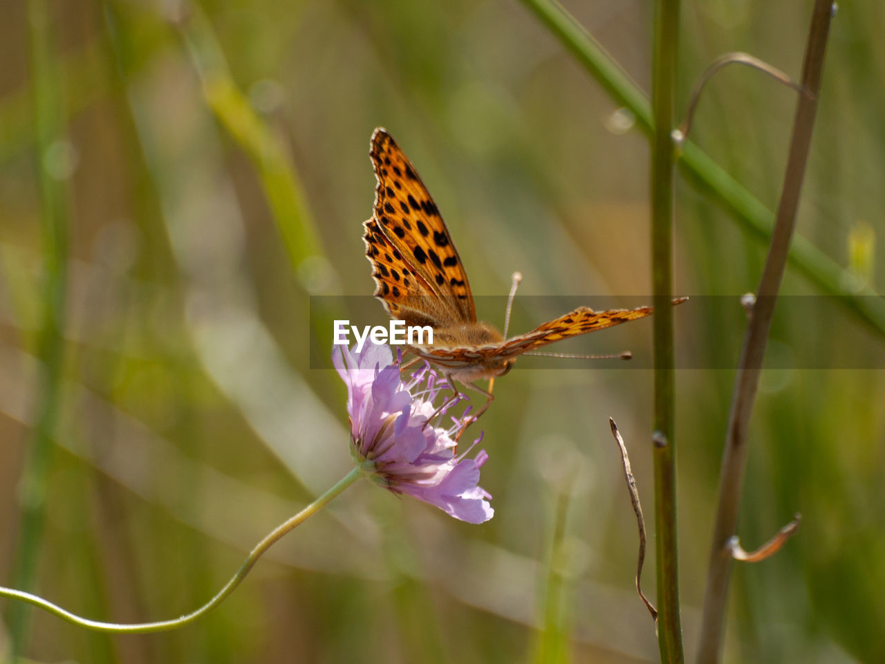 Close-up of butterfly pollinating on purple flower