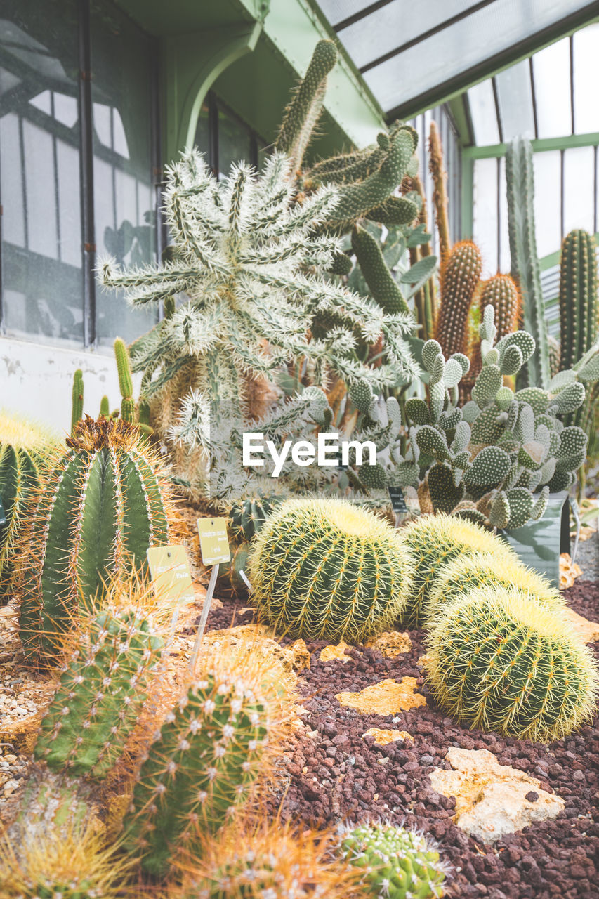 Close-up of cactus plants in greenhouse - jardin des plantes - muséum national d histoire naturelle
