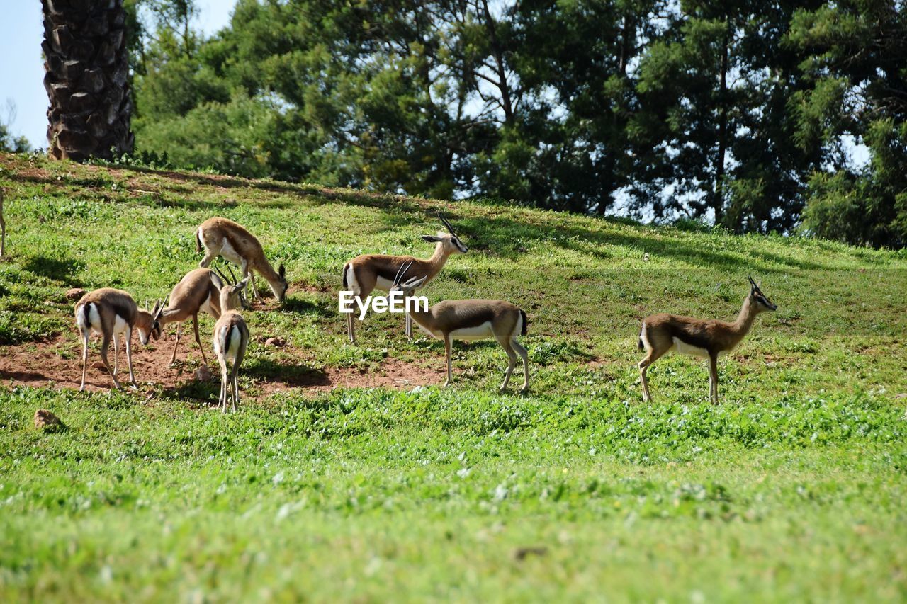 DEER ON FIELD