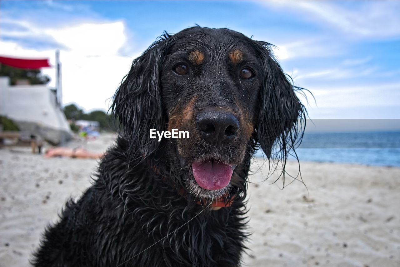 Close-up portrait of dog on beach