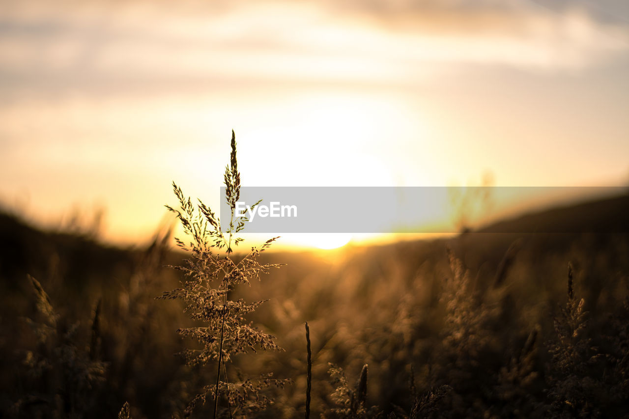 CLOSE-UP OF WHEAT GROWING ON FIELD AGAINST SKY