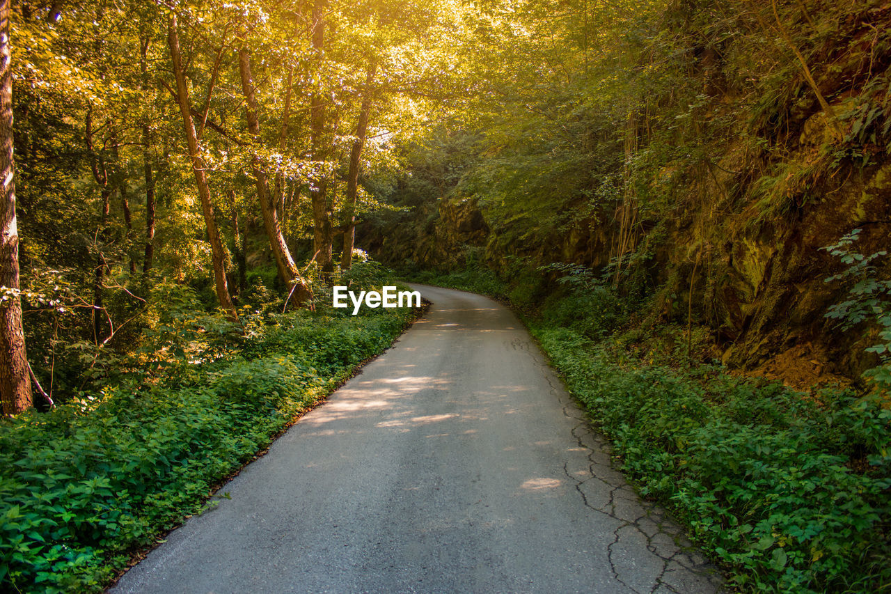 Road amidst trees in forest