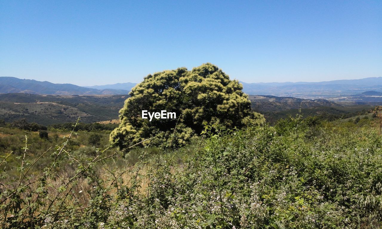 Scenic view of landscape against clear sky