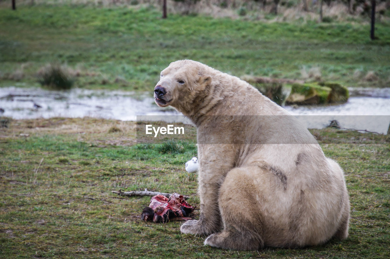 DOG ON GRASSLAND