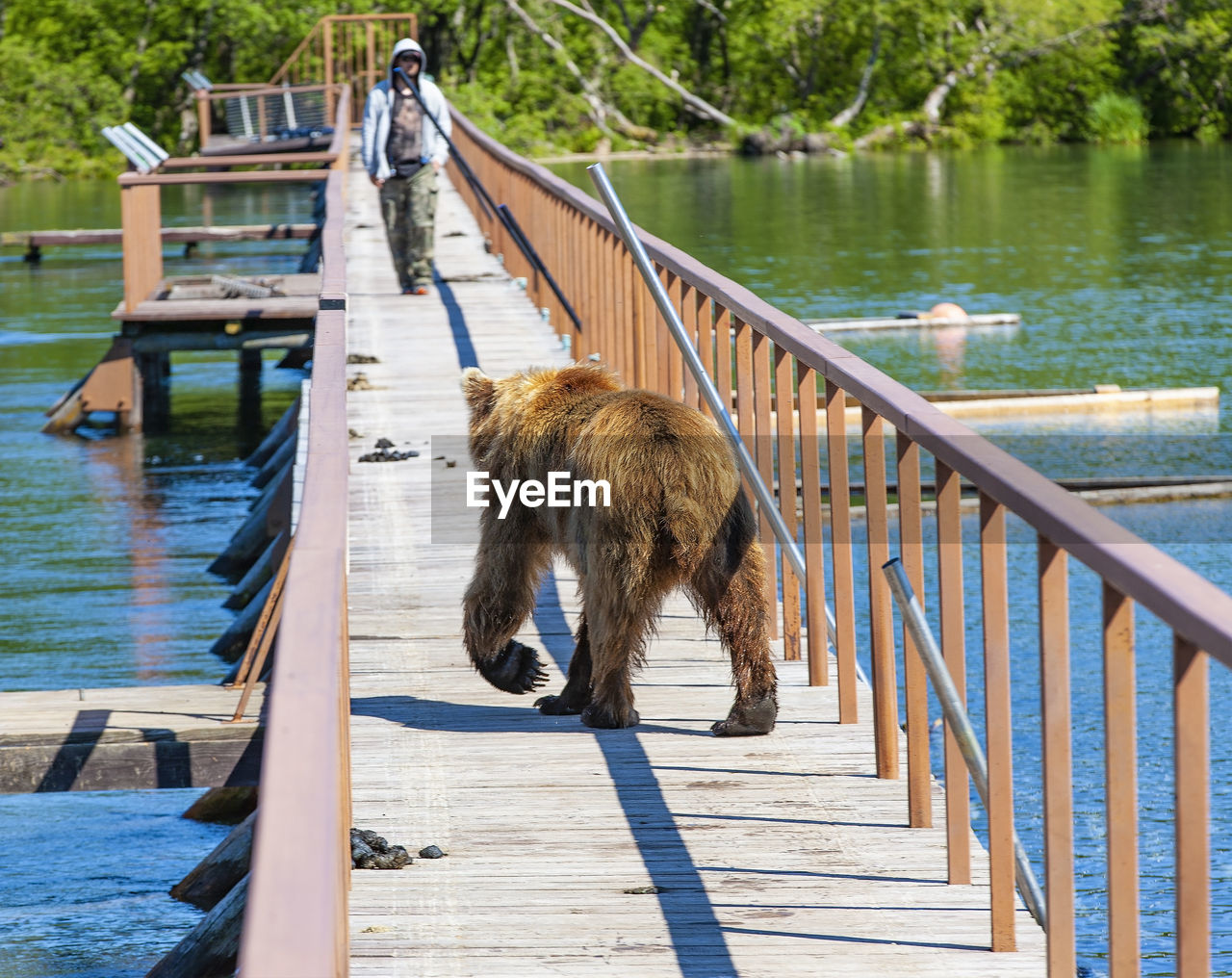 Funny wet brown bear on the wooden bridge with the men