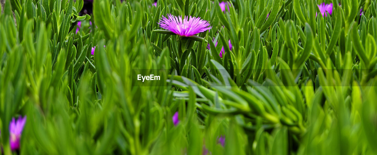 Close-up of pink flowering plants on field