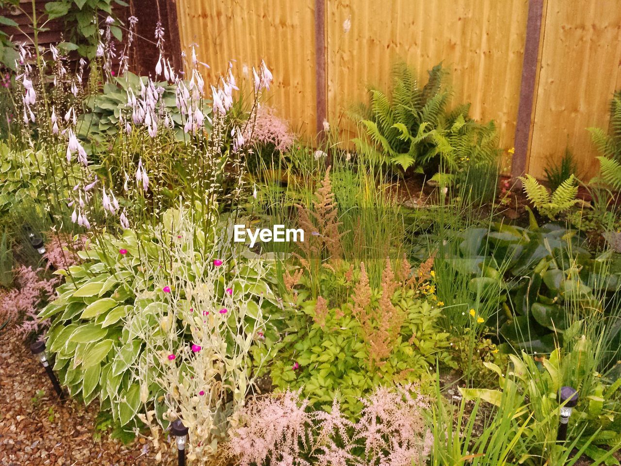 High angle view of plants and flowers growing in lawn