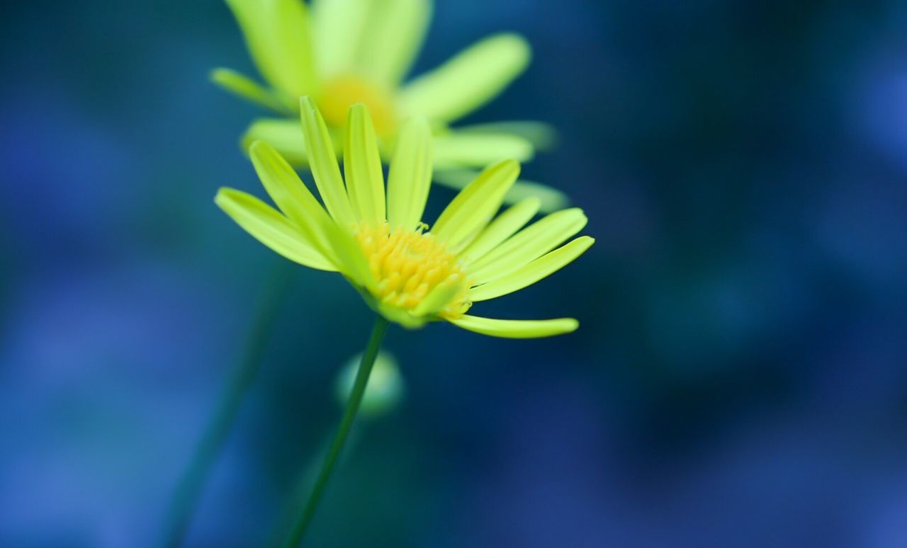 CLOSE-UP OF YELLOW FLOWERS BLOOMING