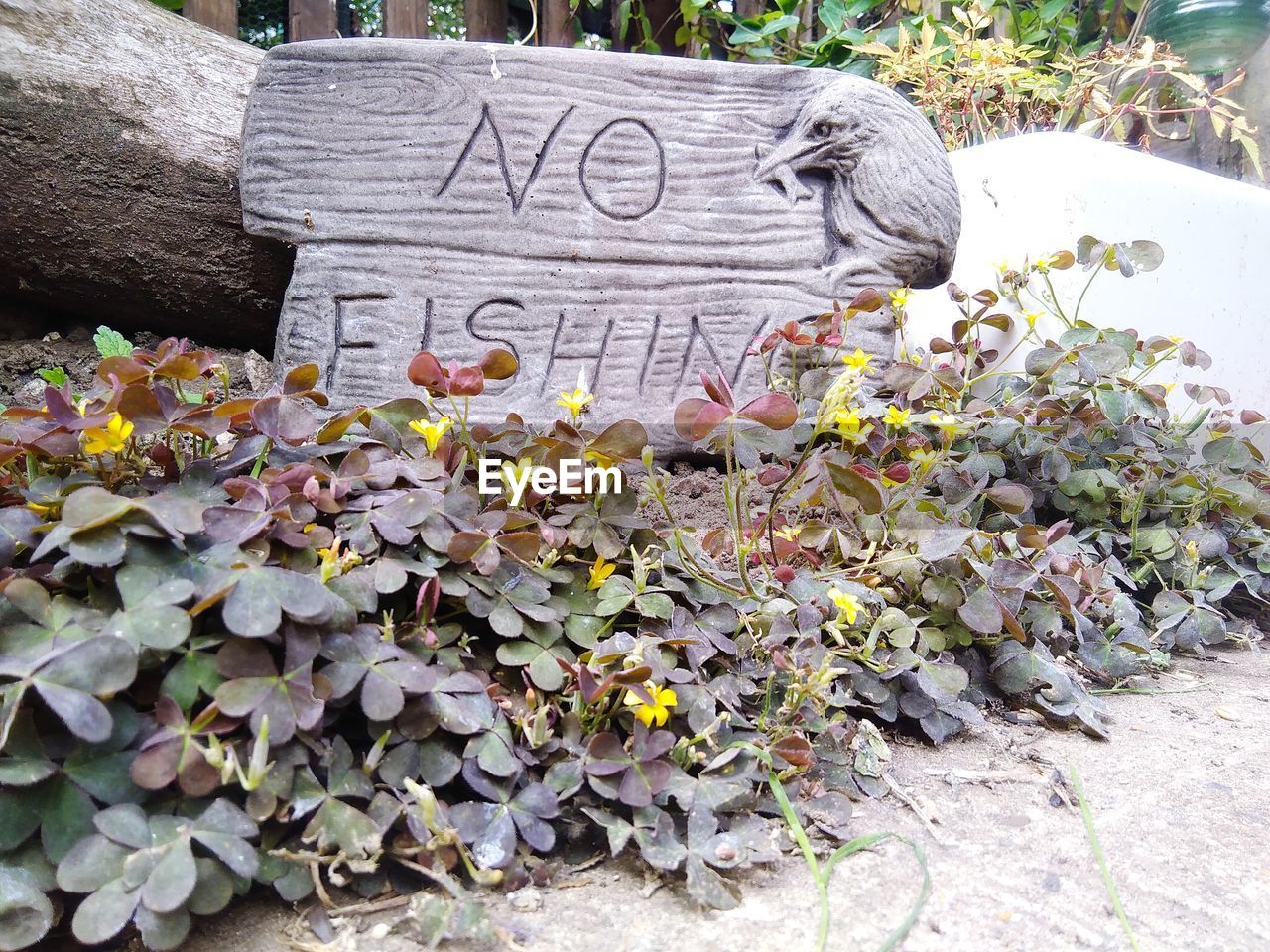 CLOSE-UP OF FLOWERING PLANTS AND TEXT ON STONES