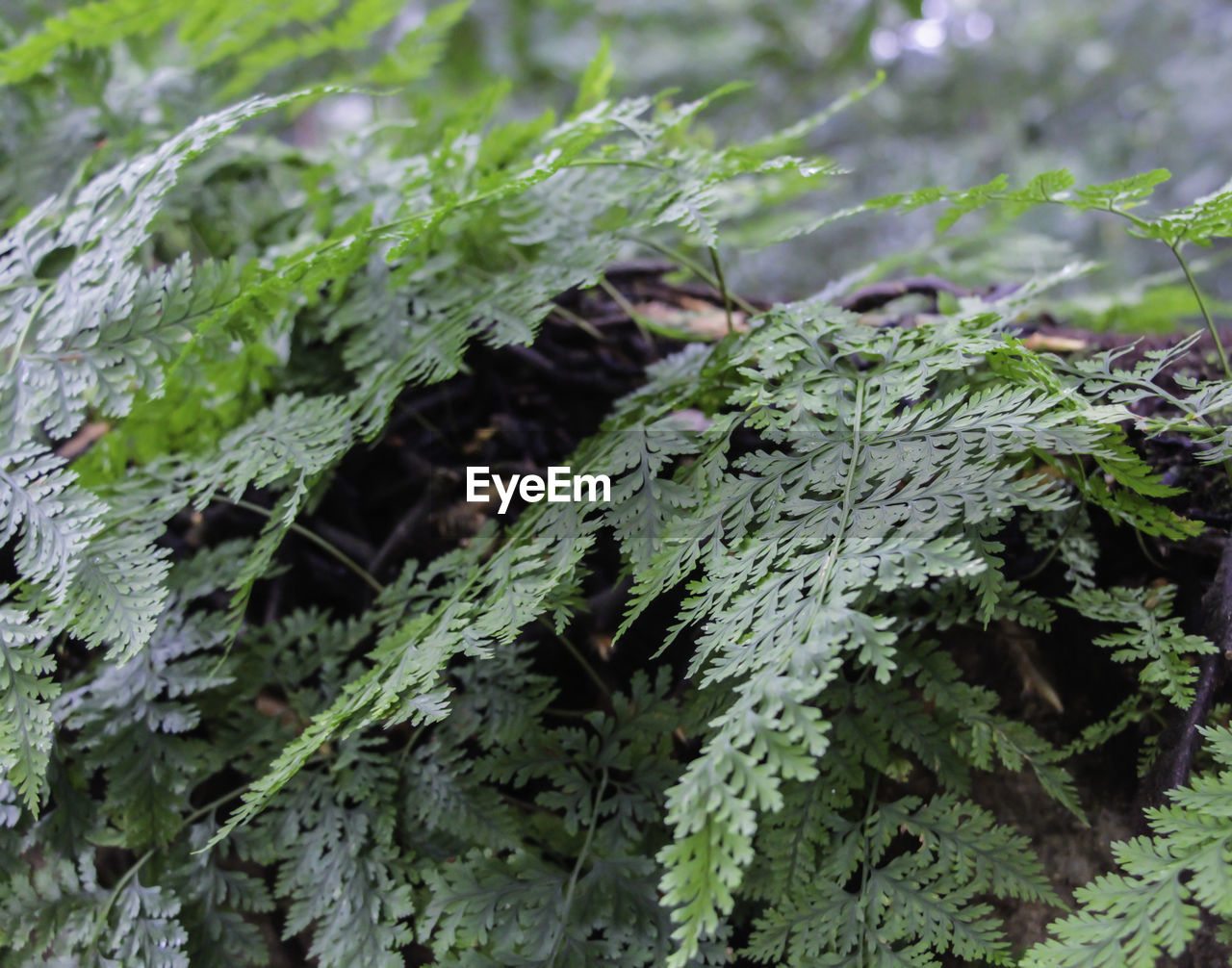 CLOSE-UP OF MOSS GROWING ON BRANCH