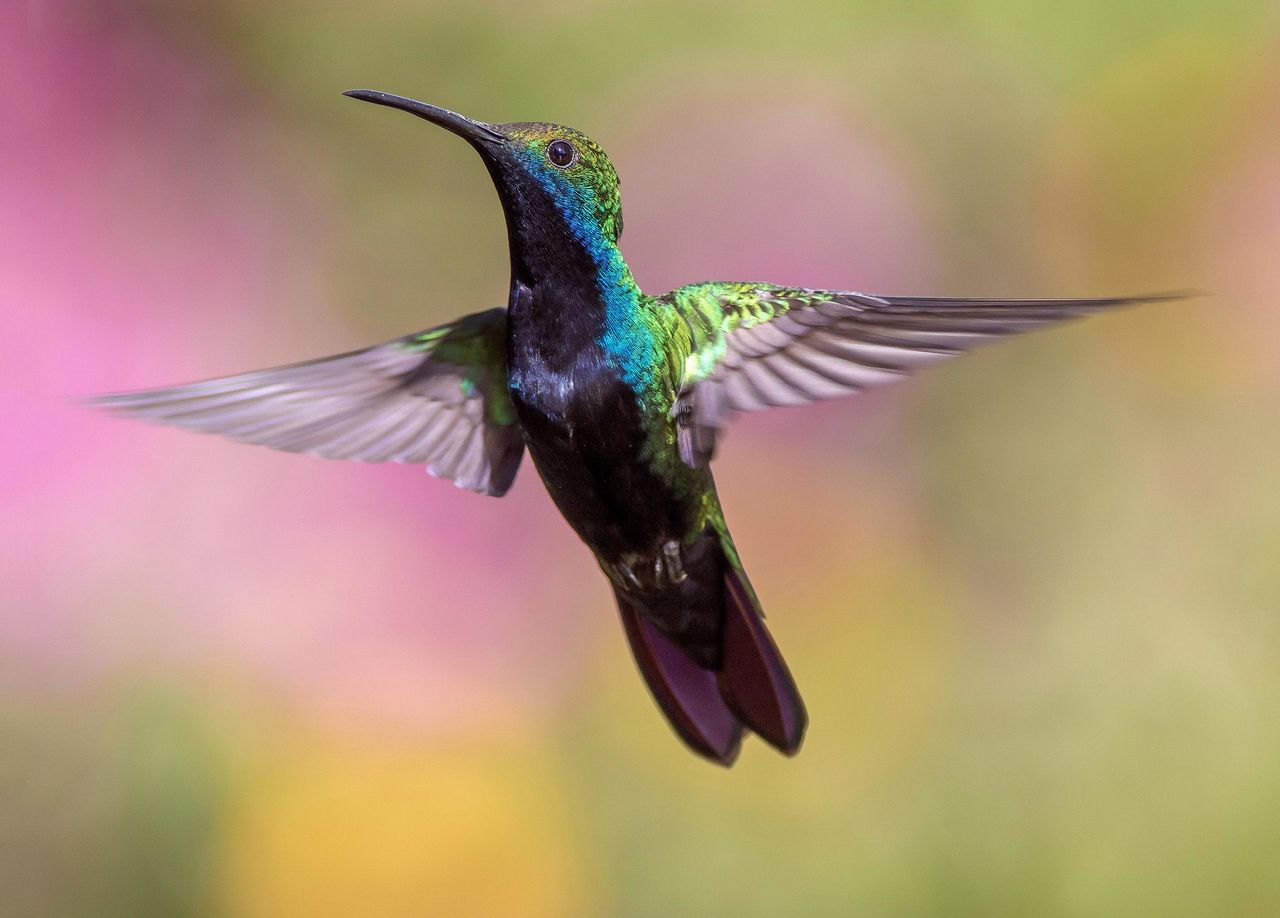 close-up of bird