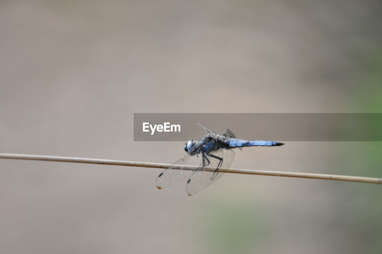 CLOSE-UP OF DRAGONFLY FLYING OVER TWIG