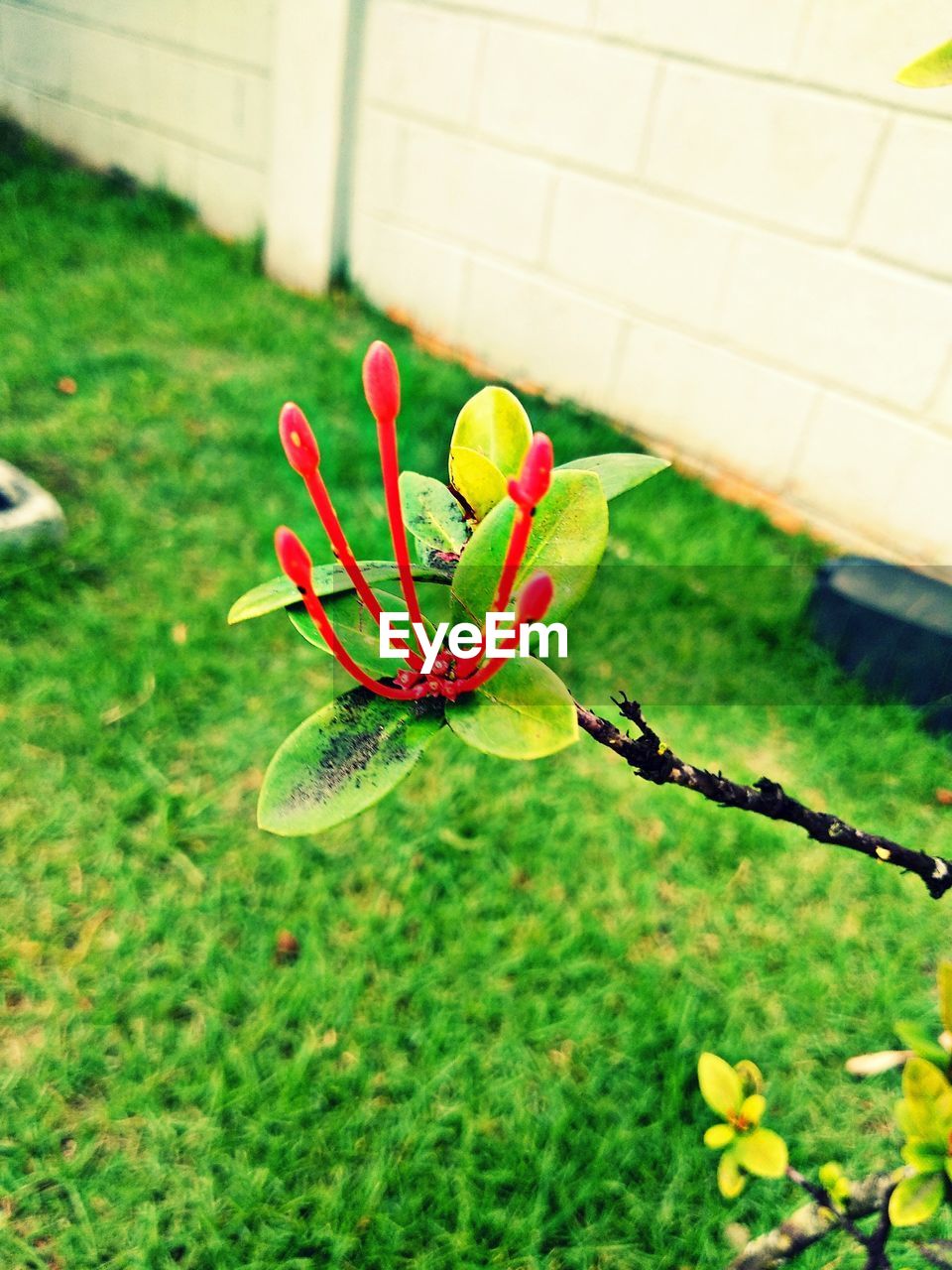 CLOSE-UP OF RED FLOWER PLANT