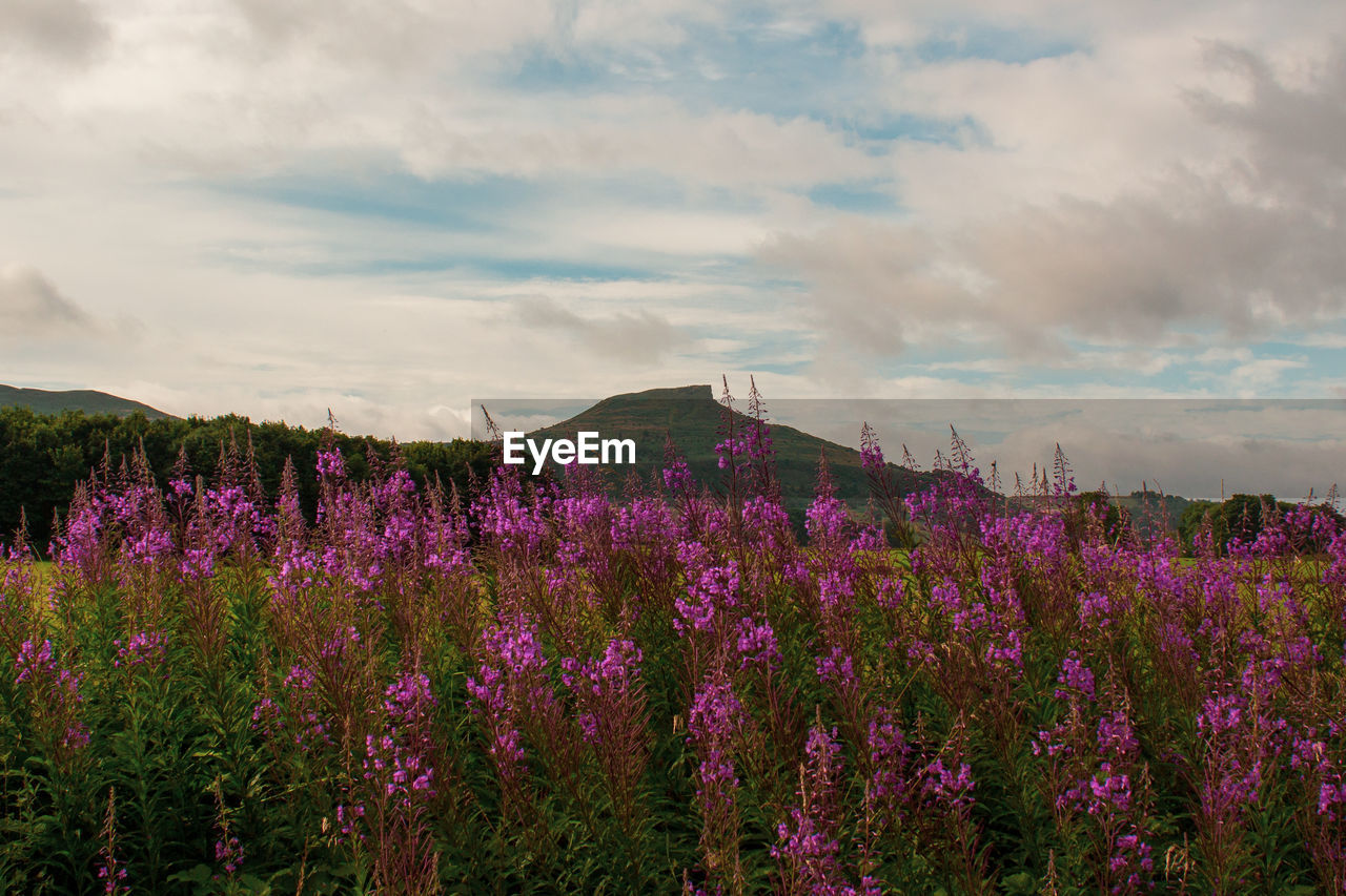 Purple flowering plants on field against sky roseberry topping