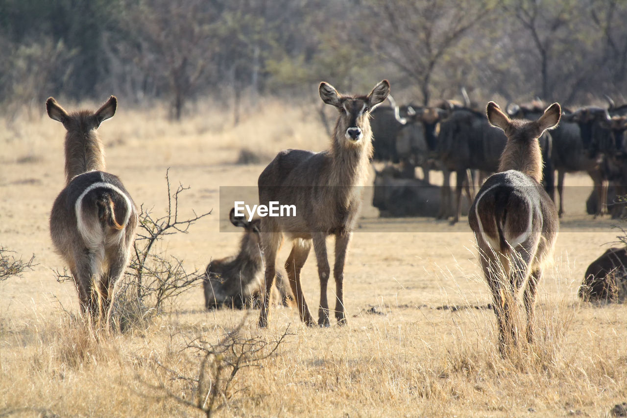 Waterbuck in south africa