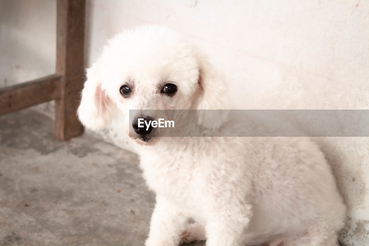 HIGH ANGLE VIEW OF WHITE DOG