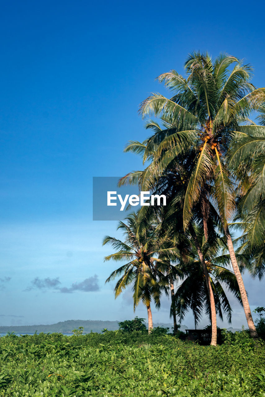 plant, tree, sky, palm tree, tropical climate, nature, land, beauty in nature, growth, scenics - nature, blue, environment, tranquility, green, no people, landscape, tropics, coconut palm tree, tranquil scene, day, outdoors, grass, clear sky, field, water, sea, tropical tree, flower, cloud, coast, idyllic, travel destinations, sunlight, leaf, non-urban scene, borassus flabellifer, sunny