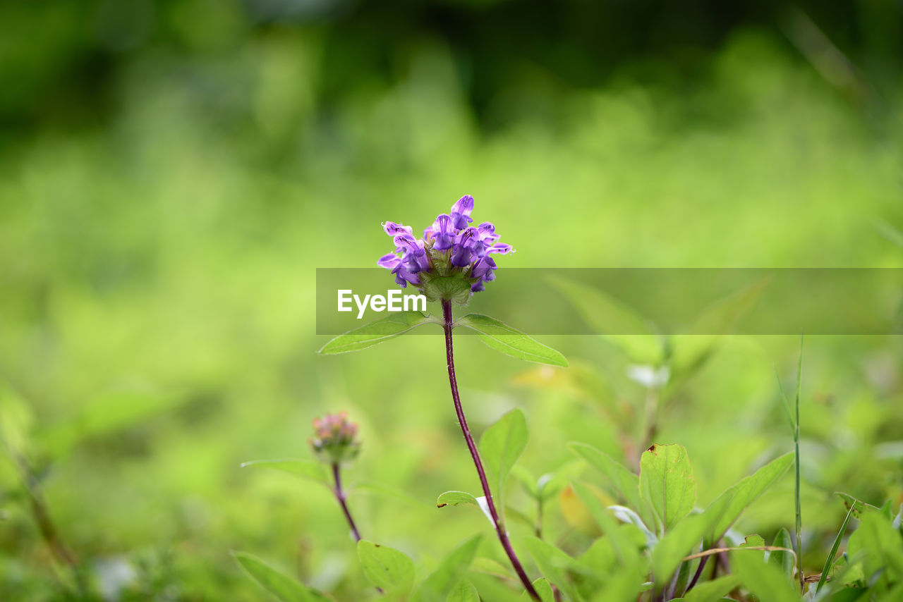 Close-up of purple flower growing on field