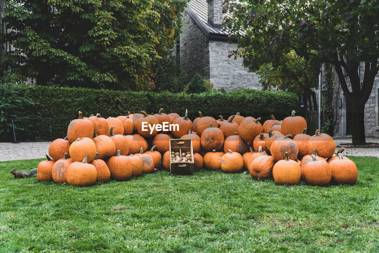 Stack of pumpkins on field