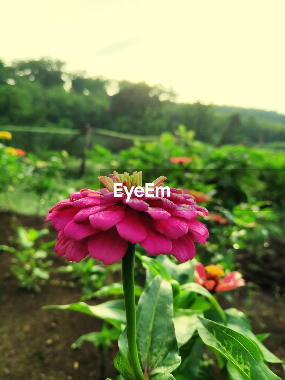 CLOSE-UP OF PINK FLOWER PLANT