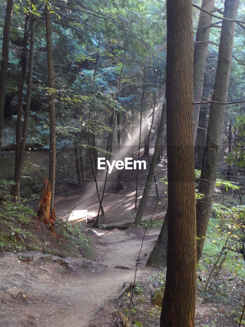 SCENIC VIEW OF FOREST