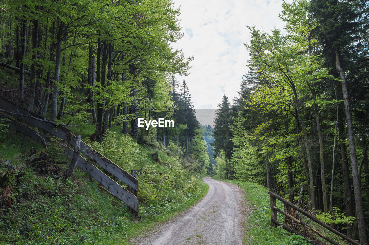 Dirt road amidst spring green trees in a forest with old wooden fence