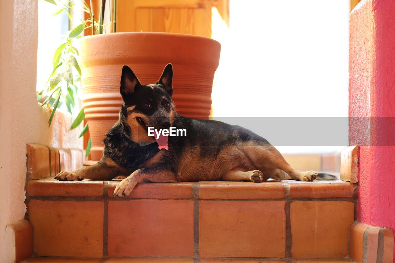 pet, domestic animals, mammal, one animal, animal themes, dog, canine, animal, relaxation, portrait, no people, lap dog, architecture, day, sitting, indoors, german shepherd, lying down, window, looking at camera, sunlight, french bulldog, resting, home interior, nature