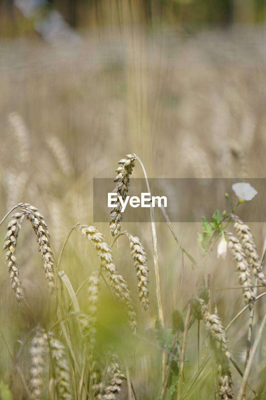 branch, plant, nature, leaf, flower, no people, selective focus, close-up, tree, macro photography, beauty in nature, outdoors, focus on foreground, growth, day, grass, water, tranquility, green, plant part, sunlight