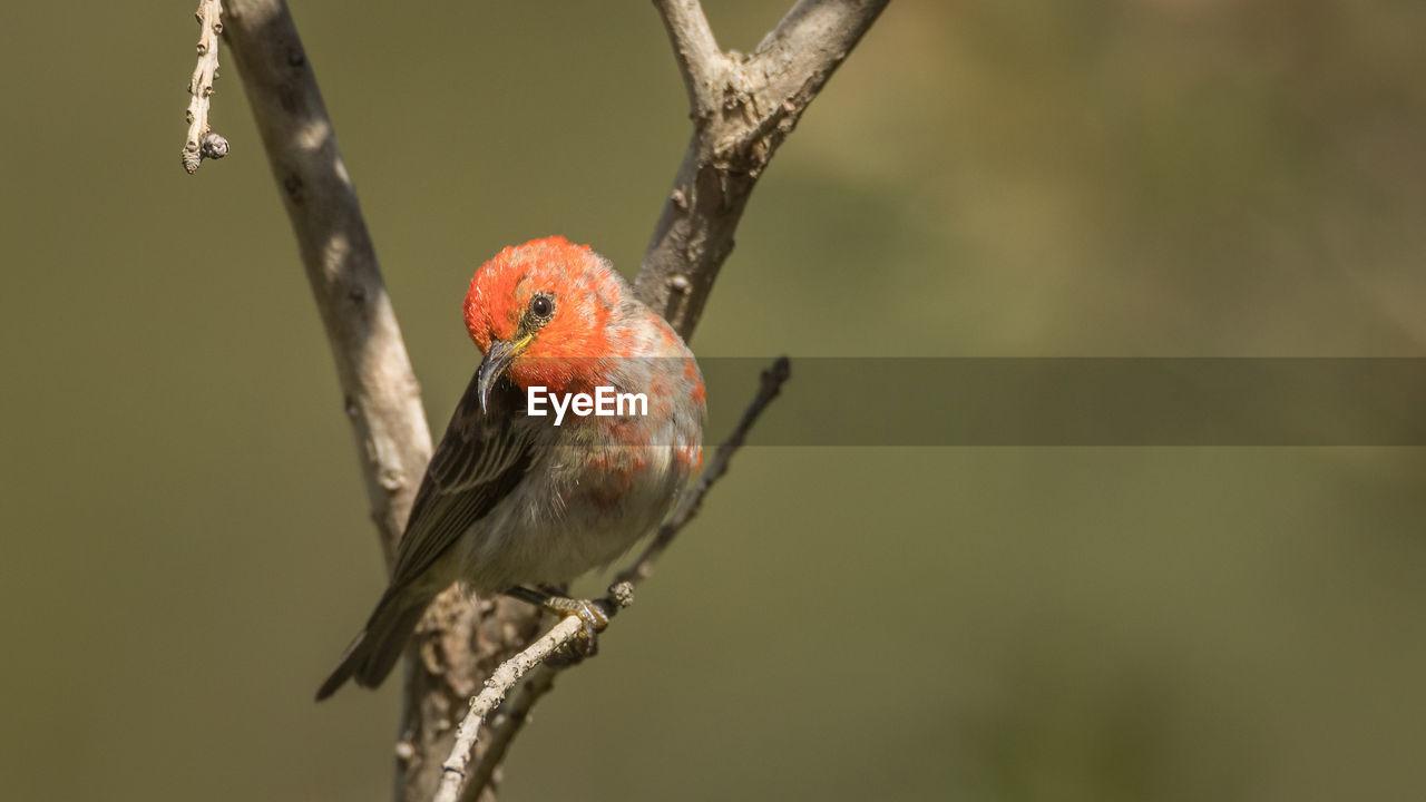 Close-up of bird perching on branch