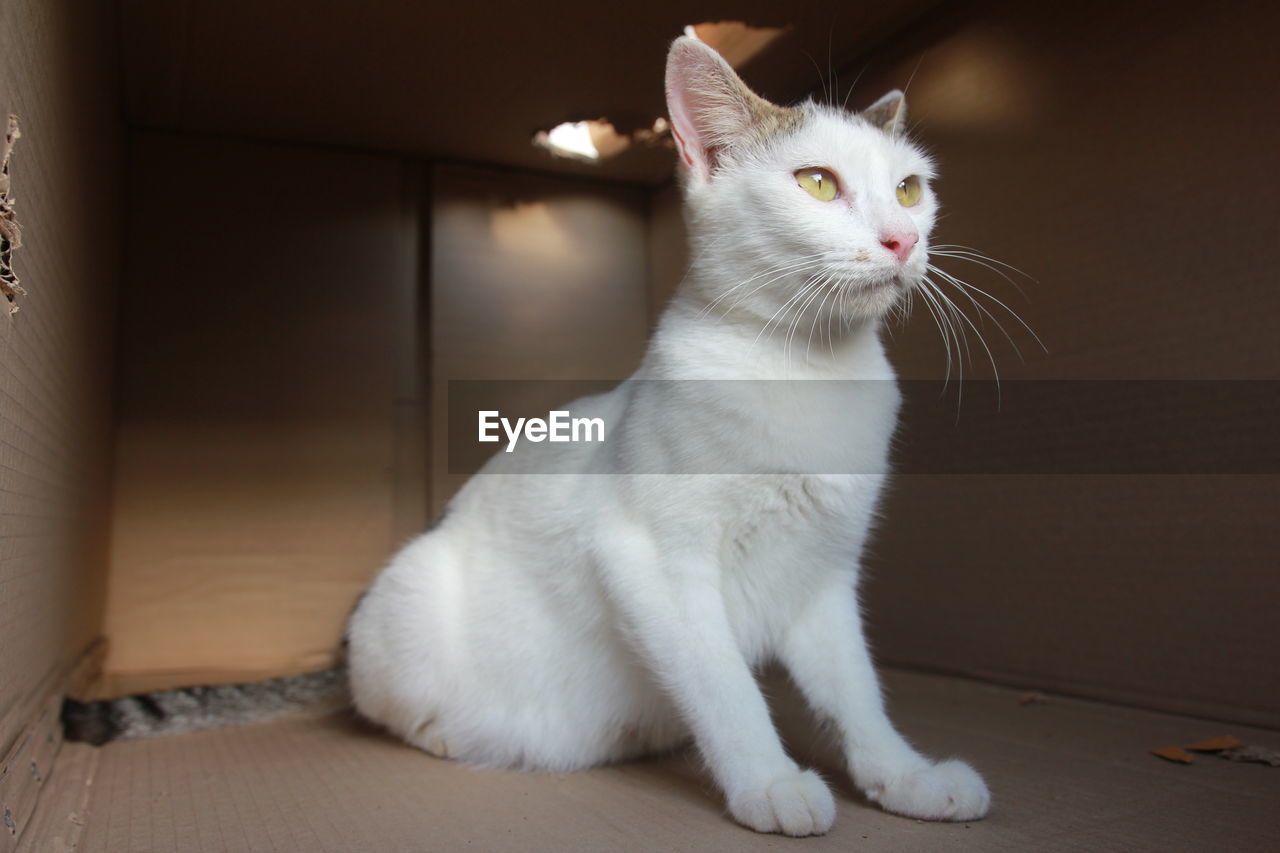 CLOSE-UP OF CAT SITTING ON FLOOR