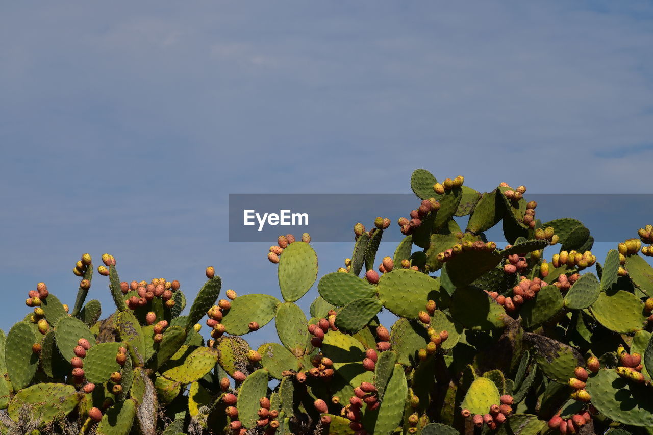 CLOSE-UP OF PRICKLY PEAR CACTUS