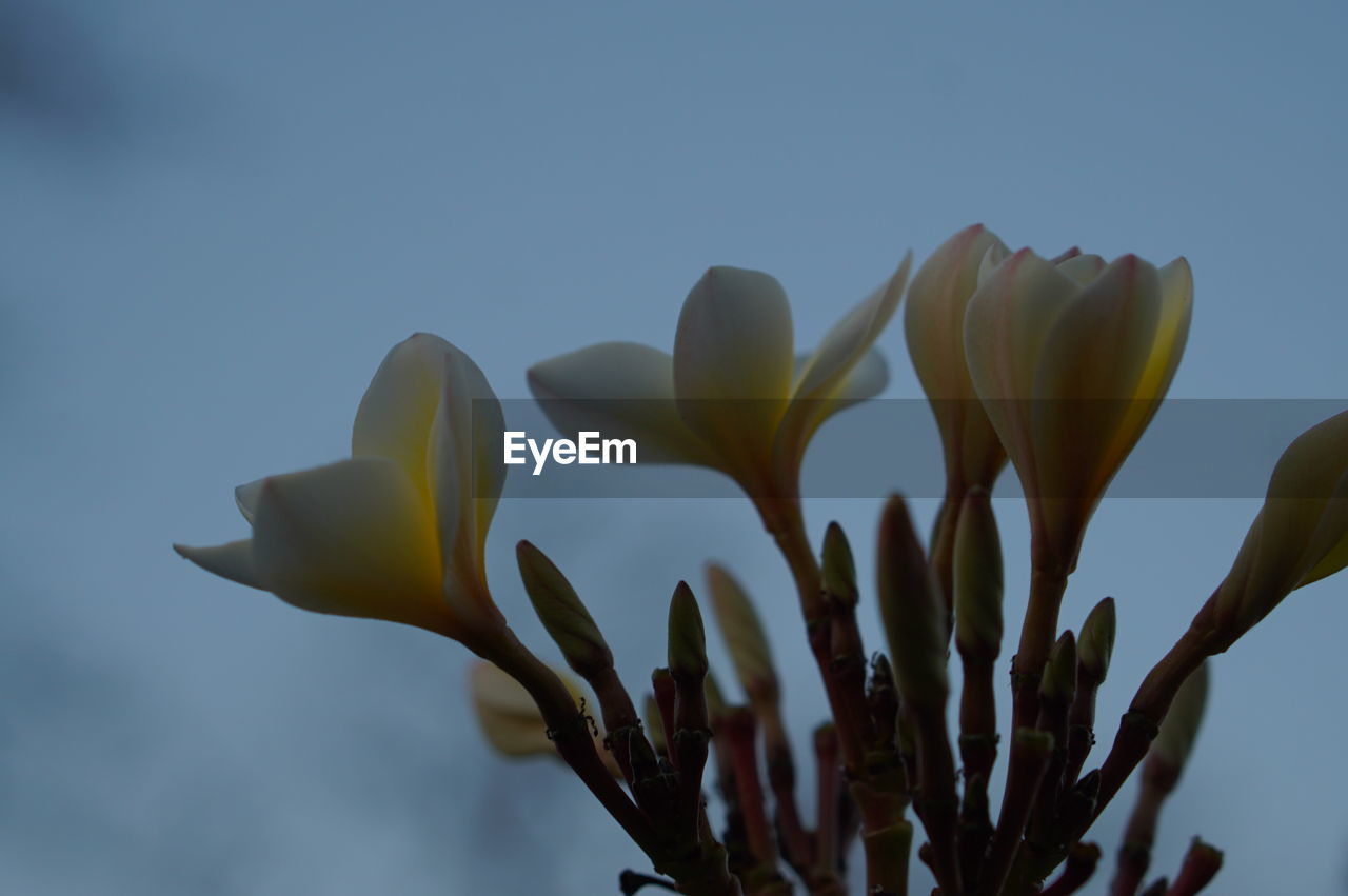 Close-up of yellow flowering plant against sky