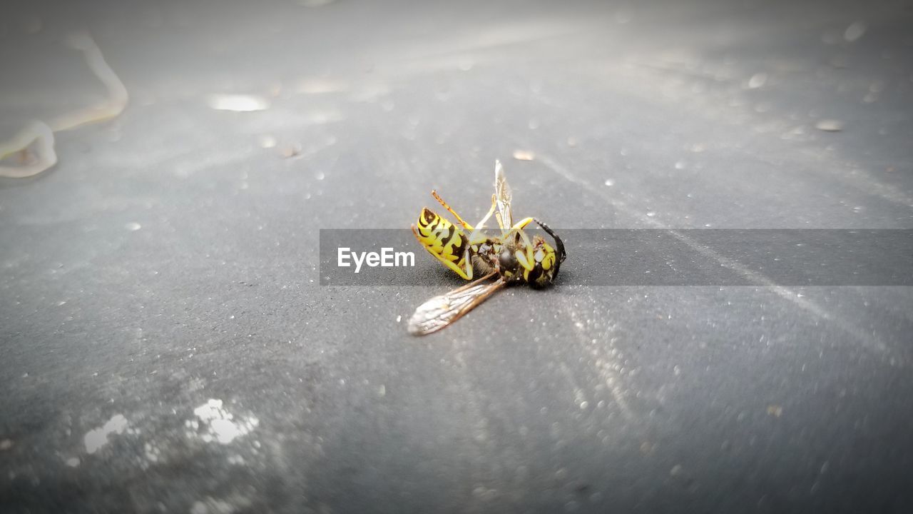 HIGH ANGLE VIEW OF SPIDER ON A LEAF