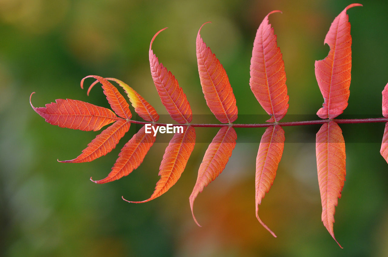 Autumn leaf are shown below and pretty good