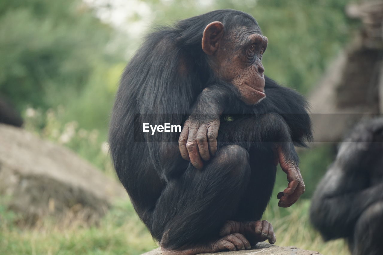 Close-up of chimpanzees on field