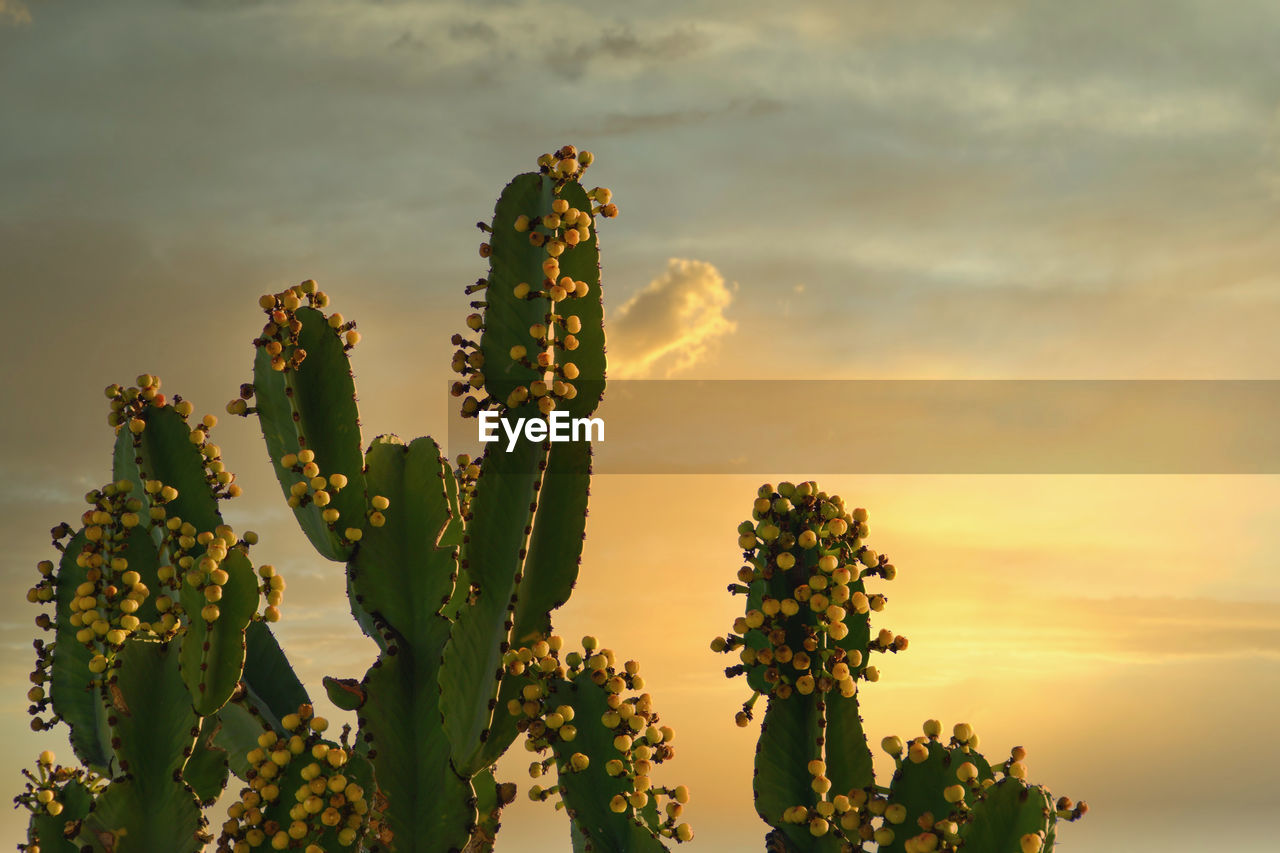 Close-up of cactus plant against sky during sunset