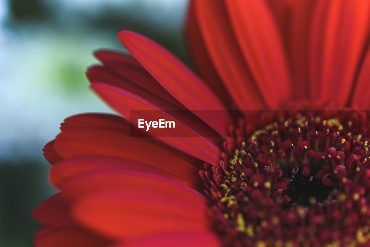 Close-up of red daisy flower