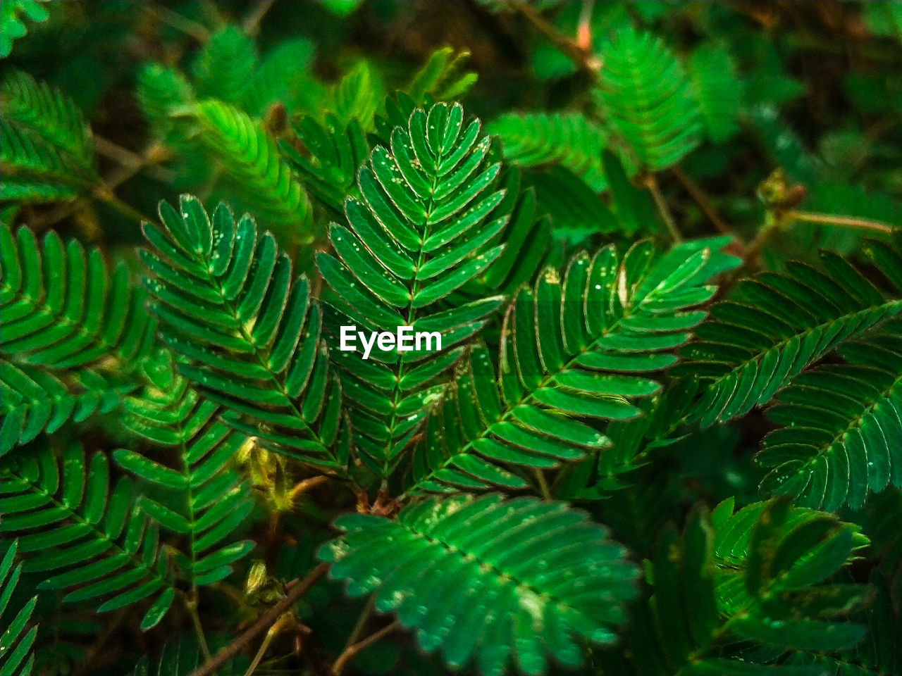 High angle view of fern leaves