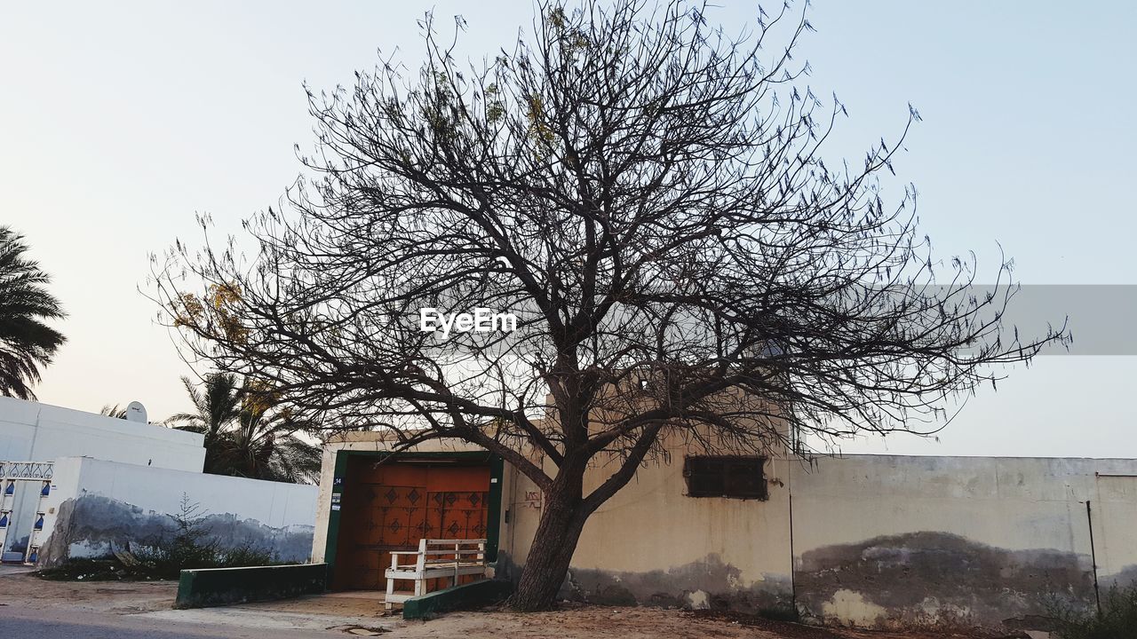 TREE AGAINST CLEAR SKY