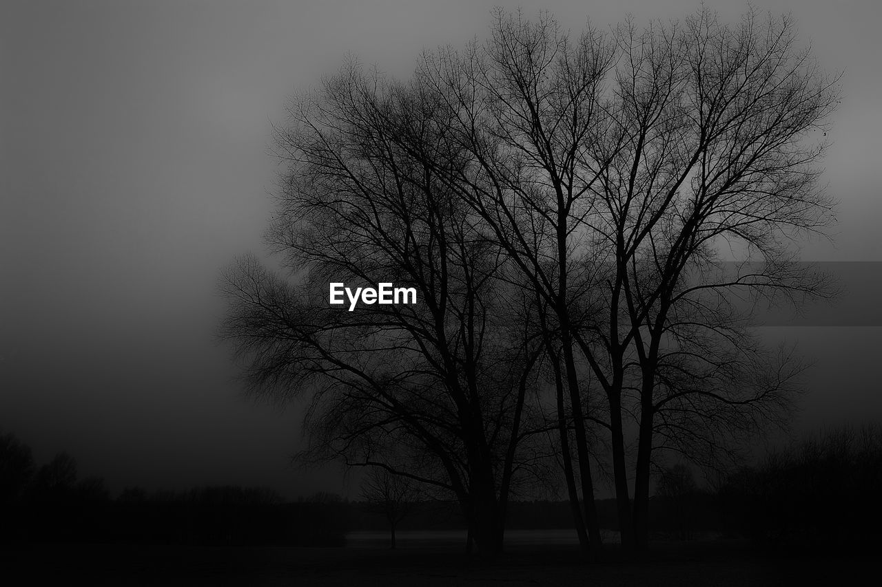 SILHOUETTE OF BARE TREES AGAINST SKY