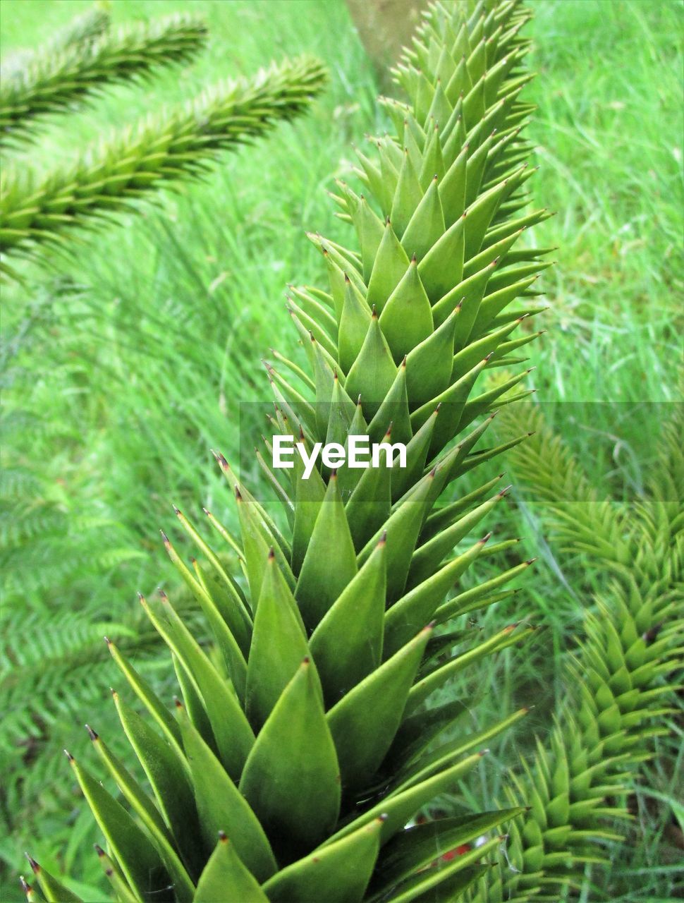 CLOSE-UP OF GREEN LEAVES