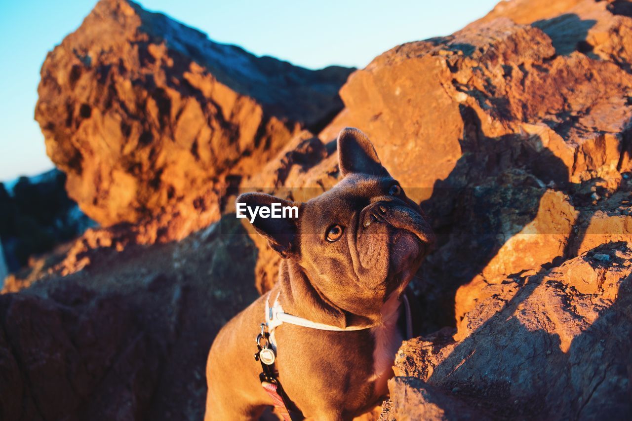 Low angle view of french bulldog on rocky mountain