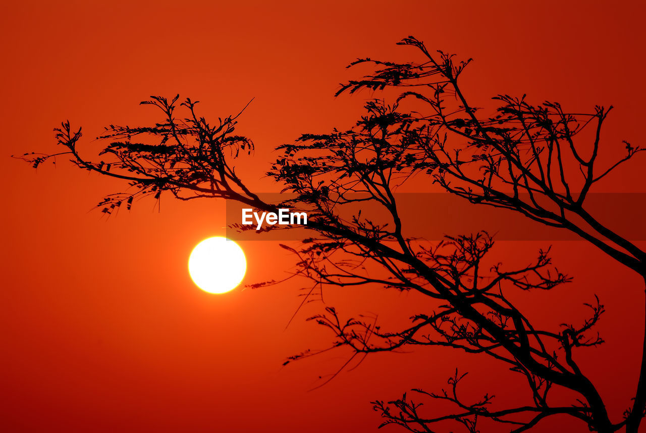 Low angle view of silhouette bare tree against orange sky