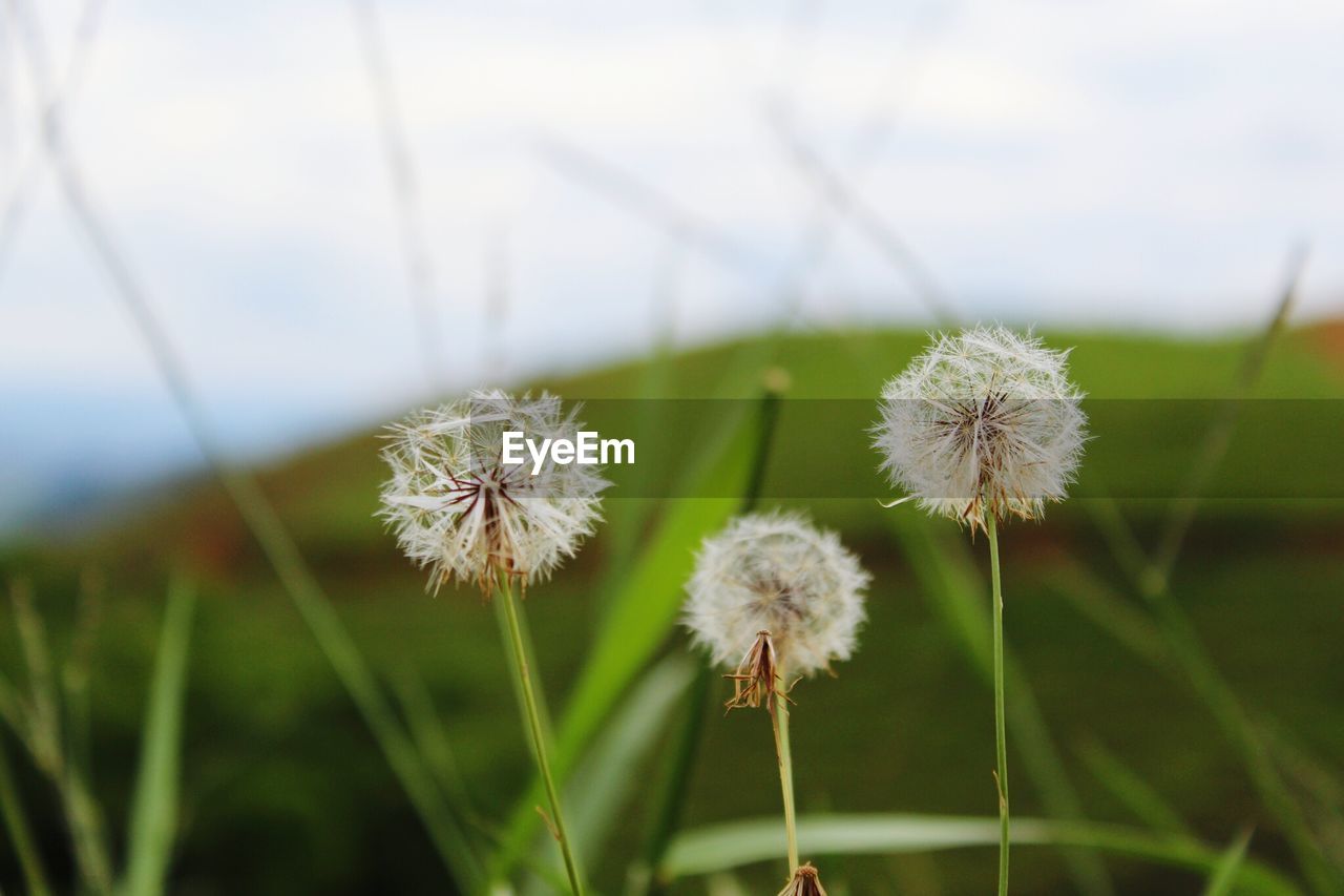 Close-up of dandelion against sky