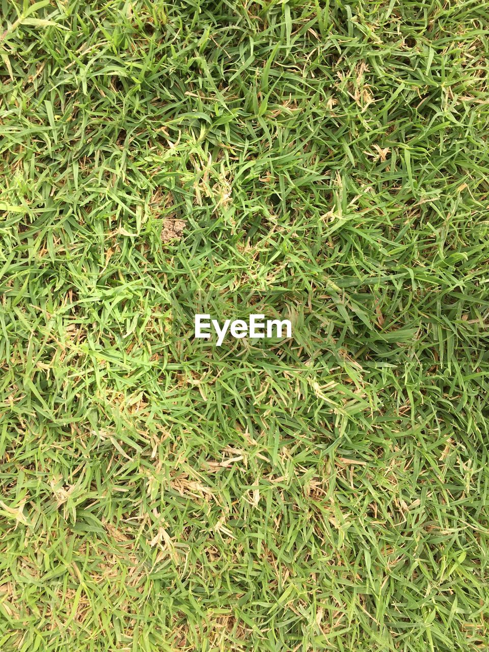 FULL FRAME SHOT OF GRASS AND GREEN LEAF