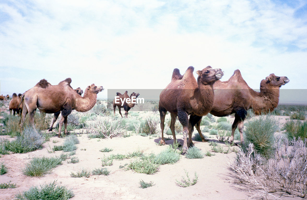 HERD OF ELEPHANTS AGAINST SKY