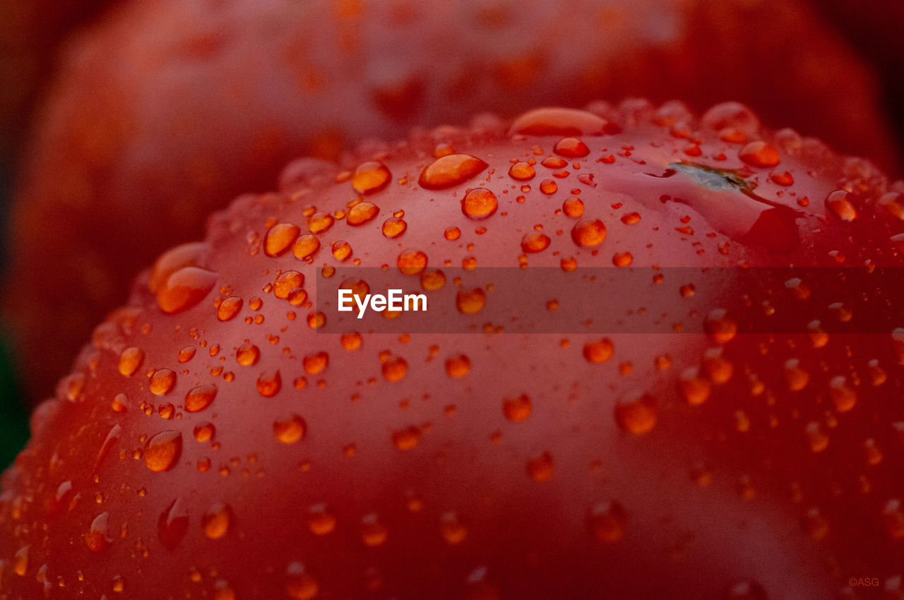 Full frame shot of raindrops on leaf