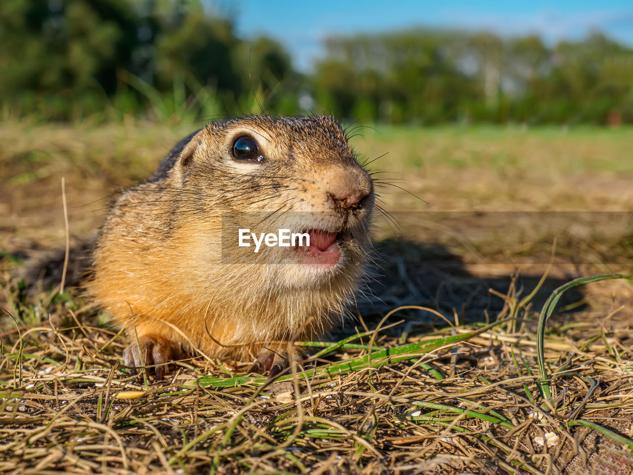 animal, animal themes, animal wildlife, one animal, wildlife, mammal, rodent, nature, whiskers, grass, squirrel, prairie, no people, prairie dog, close-up, eating, plant, day, portrait, outdoors, pet, land, focus on foreground, hamster, animal body part, chipmunk, brown