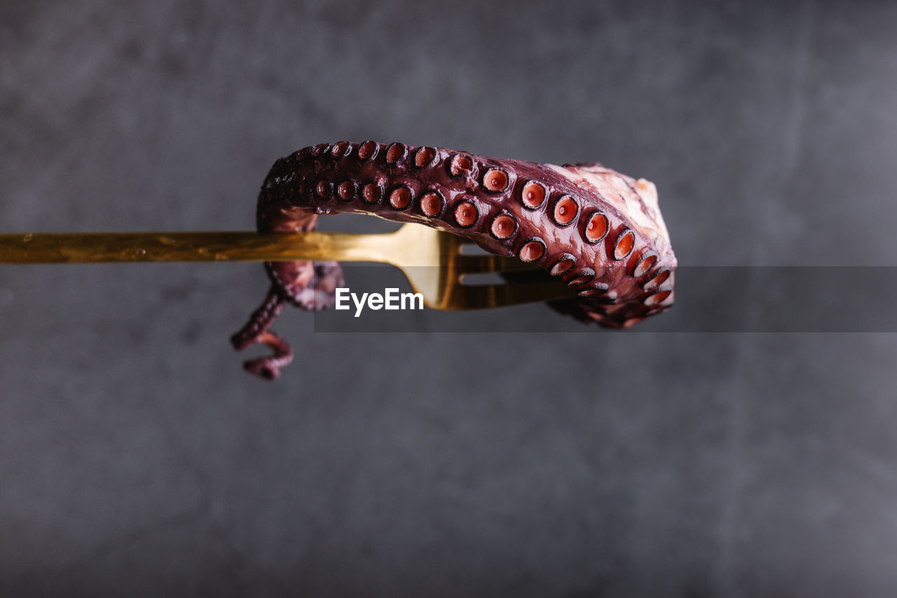 Uncooked rounded pink tentacle of tasty octopus on golden fork against clear gray background in light kitchen during cooking process